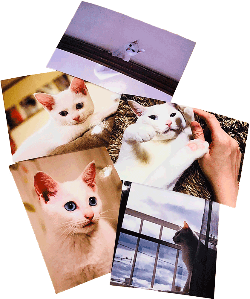 「我が家の推しネコ」写真を大募集!